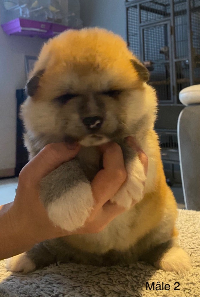 Du Petit Samouraï - Chiots disponibles - Akita